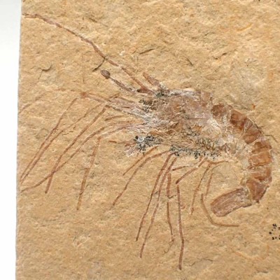 Comprar Crustaceos de colección Carpopenaeus callirostris - FC16