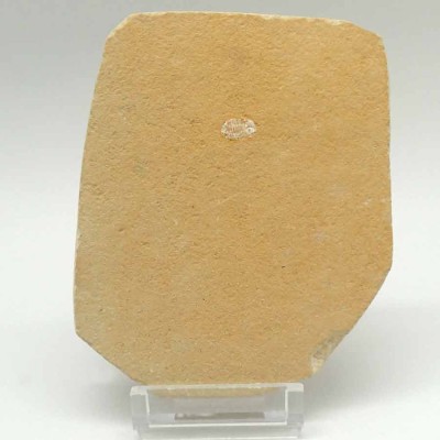 Buy special collection fossils Isopod sp. - FC35 Buy special collection fossils Isopod sp. - FC35