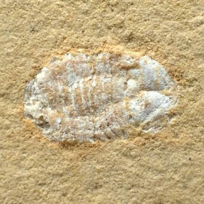 Buy special collection fossils Isopod sp. - FC35 Buy special collection fossils Isopod sp. - FC35