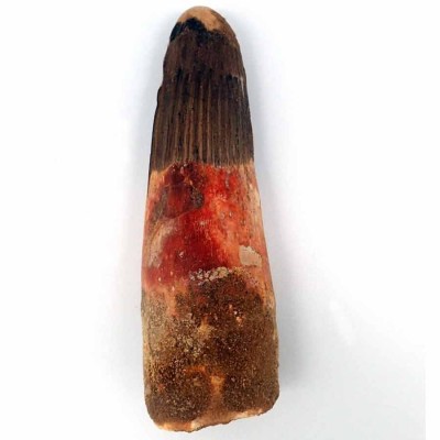 Buy tooth Spinosaurus aegyptiacus-FD144