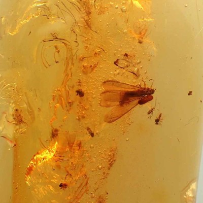 Comprar pieza de coleción ambar-Insectos en ámbar-A23
