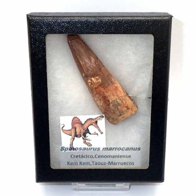 Comprar dientes de dinosaurio ,Spinosaurus marrocanus - FD160 Comprar dientes de dinosaurio ,Spinosaurus marrocanus - FD160