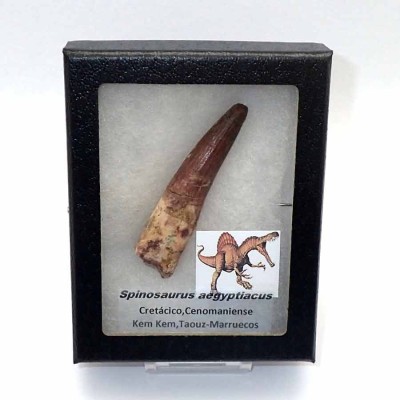 Dinosaurios de colección, Spinosaurus aegyptiacus - FD168