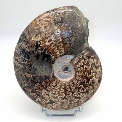 Comprar Ammonites de colección Cleoniceras madagascariense - FA153