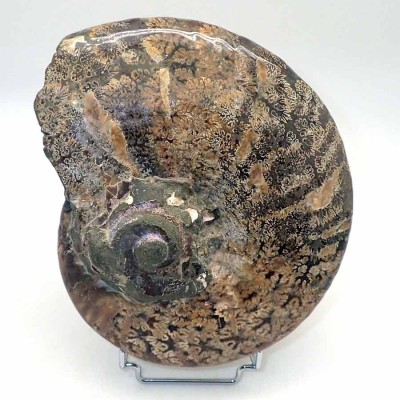 Comprar Ammonites de colección Cleoniceras madagascariense - FA153