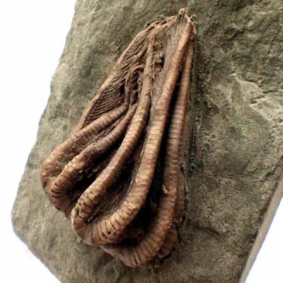 Comprar Equinodermos de colección,Agaricocrinus splendens - F611