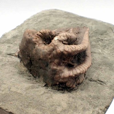 Comprar Equinodermos de colección,Agaricocrinus splendens - F611