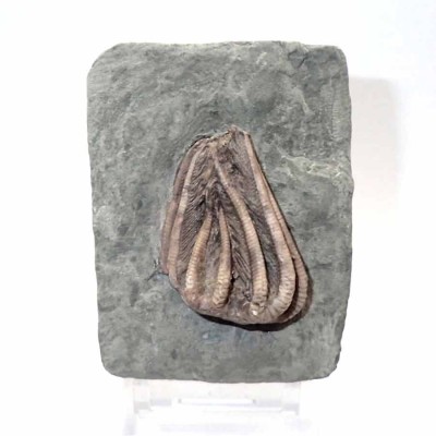 Comprar Equinodermos de colección,Agaricocrinus splendens - F611