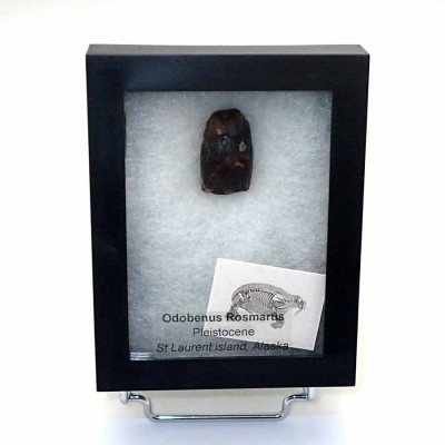 Mamiferos de colección Odobenus rosmarus - FM16