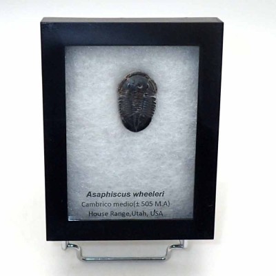 Trilobites de colección Asaphiscus wheeleri - FT371 Trilobites de colección Asaphiscus wheeleri - FT371