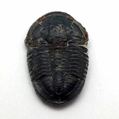 Trilobites de colección Asaphiscus wheeleri - FT371 Trilobites de colección Asaphiscus wheeleri - FT371