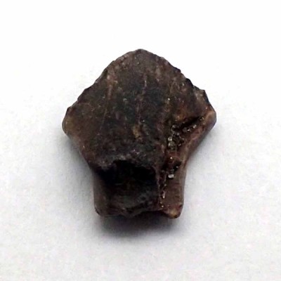 Comprar fósil diente de dinosaurio Ankylosaurus sp.-FD141