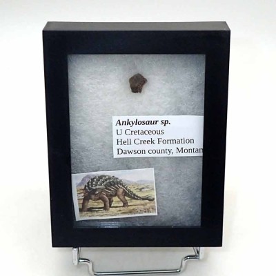 Comprar fósil diente de dinosaurio Ankylosaurus sp.-FD141