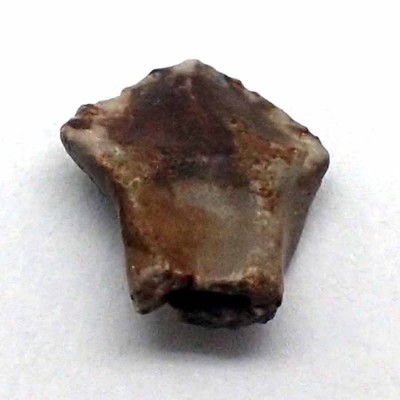 Comprar fósil diente de dinosaurio Ankylosaurus sp.-FD141