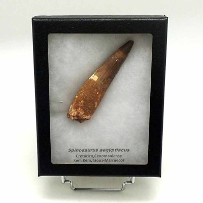 Comprar diente Spinosaurus aegyptiacus-FD140