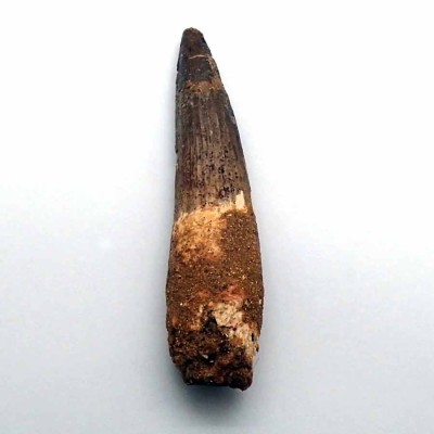 Comprar diente Spinosaurus aegyptiacus-FD140