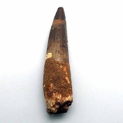 Comprar diente Spinosaurus aegyptiacus-FD140
