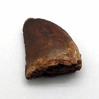 Comprar Dinosaurios de colección Deltadromeus agilis - FD145