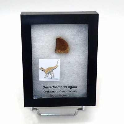 Comprar Dinosaurios de colección Deltadromeus agilis - FD145
