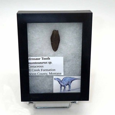 Comprar fosil diente de dinosaurio Kritosaurus navajovius-FD189