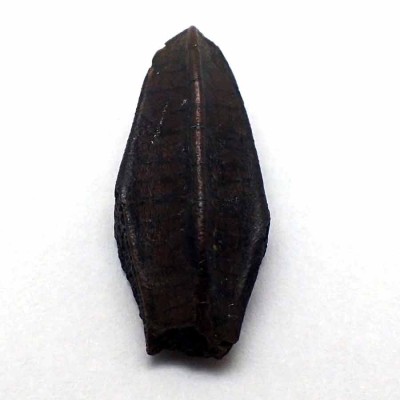 Comprar fosil diente de dinosaurio Kritosaurus navajovius-FD189