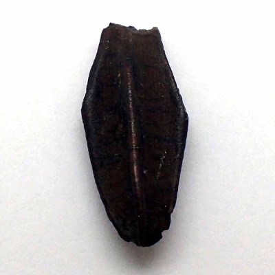 Comprar fosil diente de dinosaurio Kritosaurus navajovius-FD189