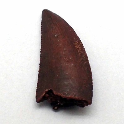 Comprar dientes de Dinosaurios de colección; Dromaeosaurus sp. - FD191