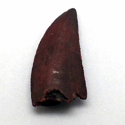 Comprar dientes de Dinosaurios de colección; Dromaeosaurus sp. - FD191