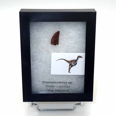 Comprar dientes de Dinosaurios de colección; Dromaeosaurus sp. - FD191