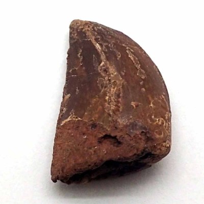 Comprar Dinosaurios de colección, Deltadromeus agilis - FD203