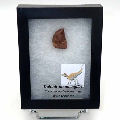 Comprar Dinosaurios de colección, Deltadromeus agilis - FD203
