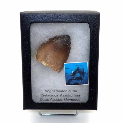 Comprar diente de Anfibios y Reptiles,fósiles, de colección ,Prognathodon currii - FAR38 Comprar diente de Anfibios y Reptiles,fósiles, de colección ,Prognathodon currii - FAR38