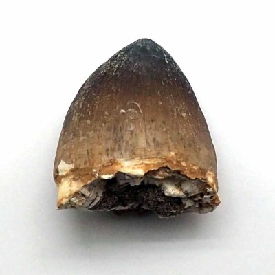 Comprar diente de Anfibios y Reptiles,fósiles, de colección ,Prognathodon currii - FAR38 Comprar diente de Anfibios y Reptiles,fósiles, de colección ,Prognathodon currii - FAR38
