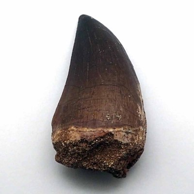 Anfibios y Reptiles de colección ,Prognathodon anceps - FAR69 Anfibios y Reptiles de colección ,Prognathodon anceps - FAR69