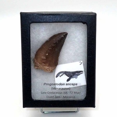 Anfibios y Reptiles de colección ,Prognathodon anceps - FAR69 Anfibios y Reptiles de colección ,Prognathodon anceps - FAR69