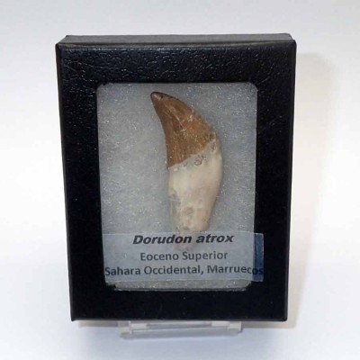 Fósiles de colección Dorudon atrox (Prozeuglodon) - F209