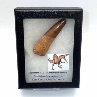 Dinosaurios de colección Spinosaurus marrocanus - FD156 Dinosaurios de colección Spinosaurus marrocanus - FD156