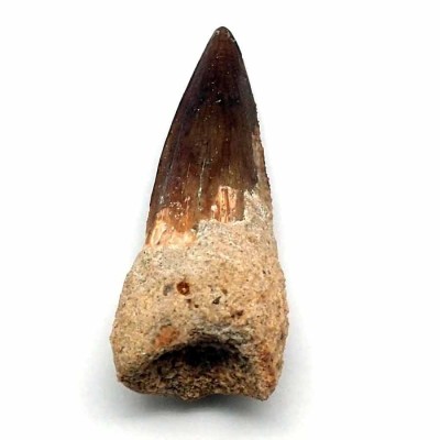Comprar Dinosaurios de colección Spinosaurus marrocanus - FD161 Comprar Dinosaurios de colección Spinosaurus marrocanus - FD161