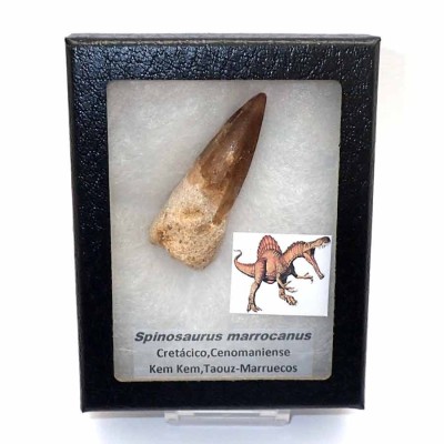 Comprar Dinosaurios de colección Spinosaurus marrocanus - FD161 Comprar Dinosaurios de colección Spinosaurus marrocanus - FD161
