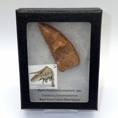 Comprar diente de Dinosaurios de colección, Carcharadontosaurus saharicus - FD146