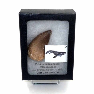 Anfibios y Reptiles de colección Prognathodon  anceps - FAR44
