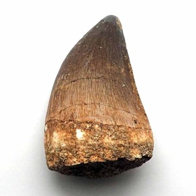 Anfibios y Reptiles de colección Prognathodon  anceps - FAR44