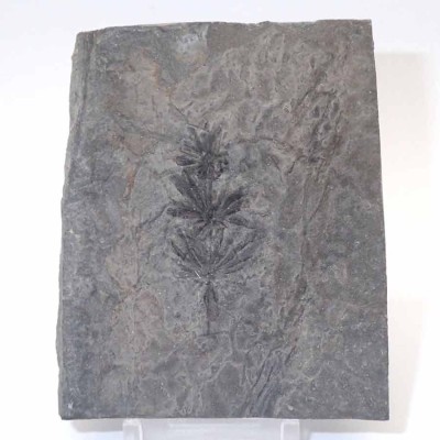 Comprar Paleobotánica de colección Annularia stellata-FH330