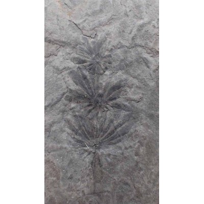 Comprar Paleobotánica de colección Annularia stellata-FH330