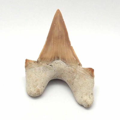 Buy fossil Otodus obliquus F065