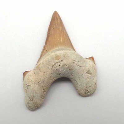 Buy fossil Otodus obliquus F065