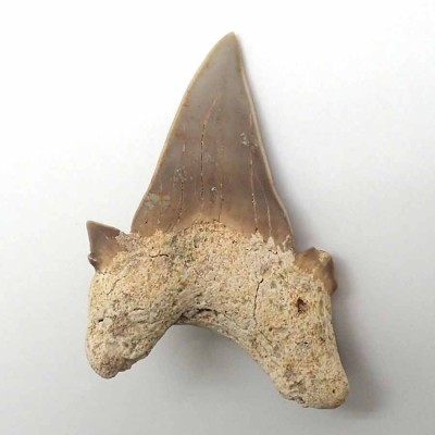 Buy fossil Otodus obliquus F072