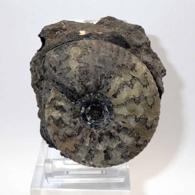Buy collector's ammonite fossils, Craspedites subditus - FA008