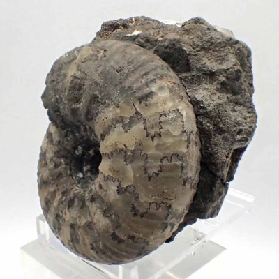 Buy collector's ammonite fossils, Craspedites subditus - FA008