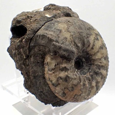 Buy collector's ammonite fossils, Craspedites subditus - FA008